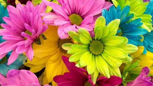 gerbera daisy bouquet