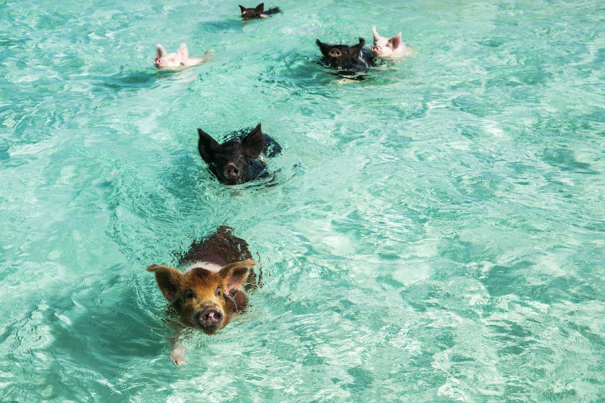 swimming with pigs on Big Major Cay Bahamas