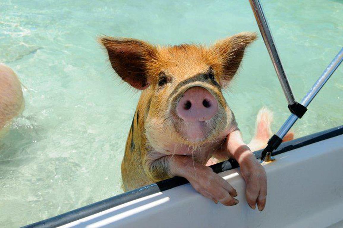 swim with pigs on Big Major Cay